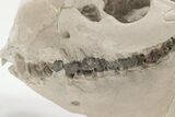 Articulated, Fossil Oreodont (Miniochoerus) Skeleton - Wyoming #197374-16